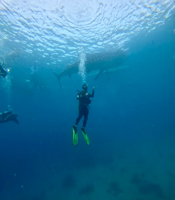 5.8~5.14 세부,보홀 동행 구합니다! 대표 이미지