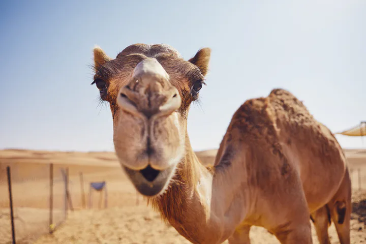 🐫고비+테를지 동행 모집🐫 9/5~9/10, 9n년 대표 이미지